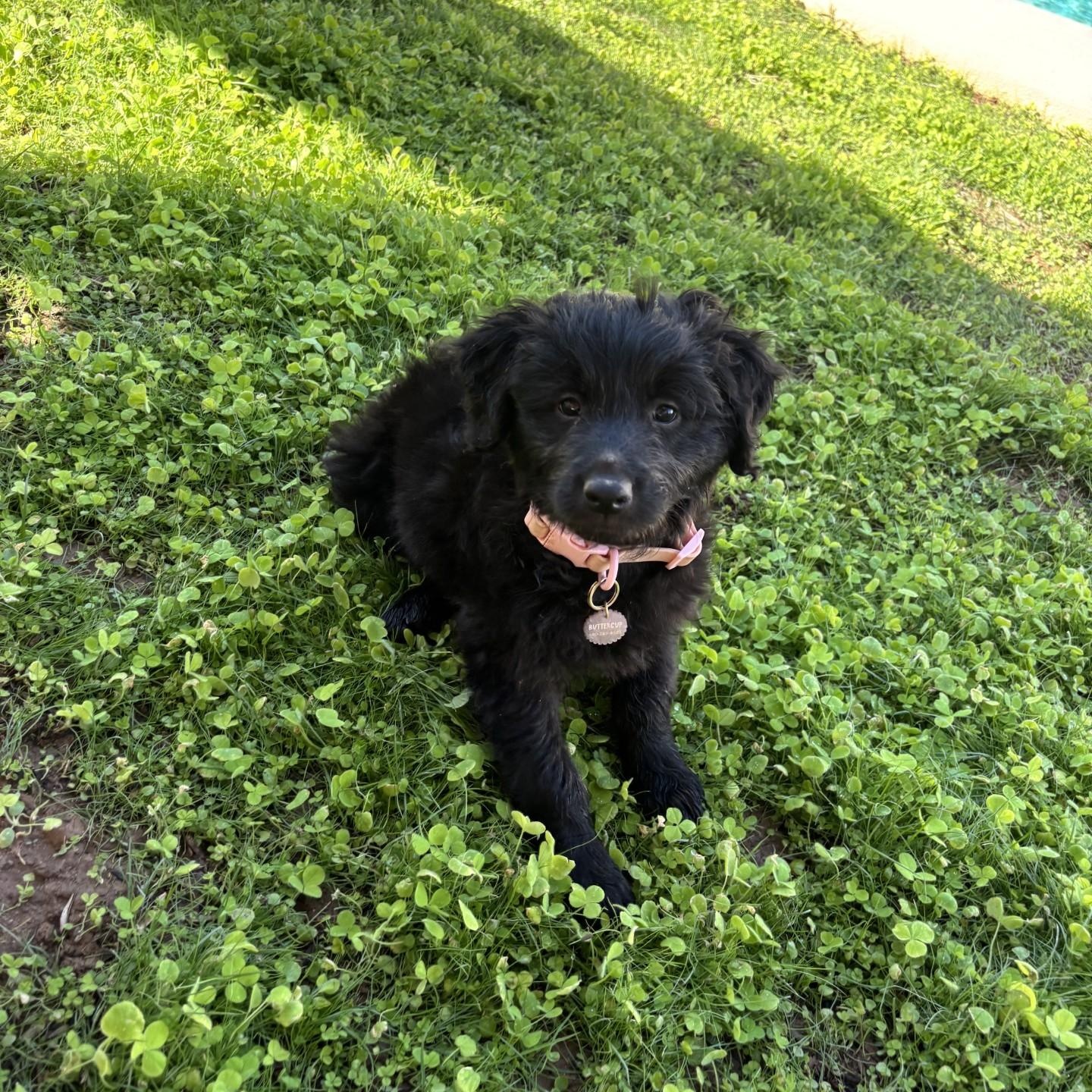 Enlarge Buttercup, an adopted mixed breed in Gilbert, AZ image 3/6