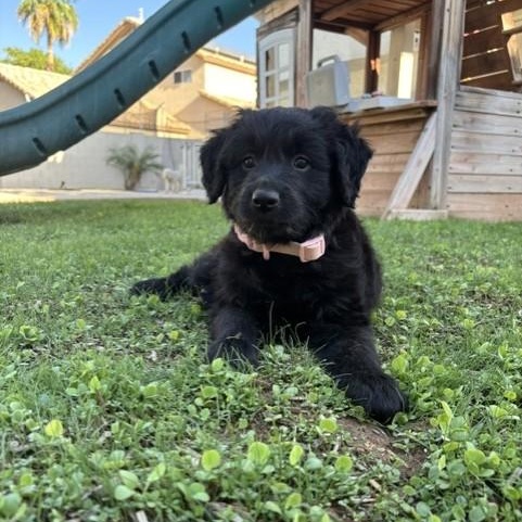 Enlarge Buttercup, an adopted mixed breed in Gilbert, AZ image 1/6