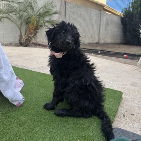 Enlarge Buttercup, an adopted mixed breed in Gilbert, AZ image 2/6