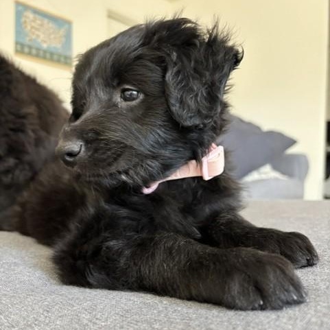 Enlarge Buttercup, an adopted mixed breed in Gilbert, AZ image 4/6