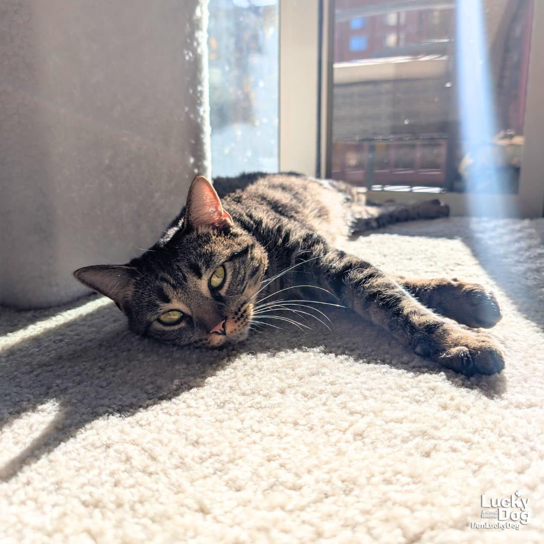 Georgina, Adoptable, Young Female Domestic Short Hair & Tabby.