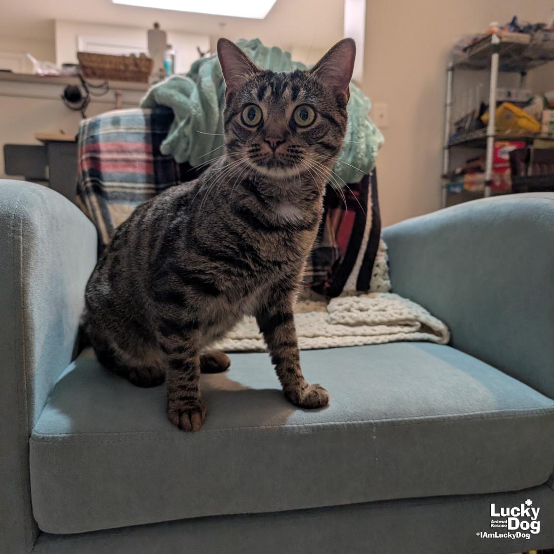 Enlarge Georgina, a Adoptable mixed breed in Washington, DC image 3/3