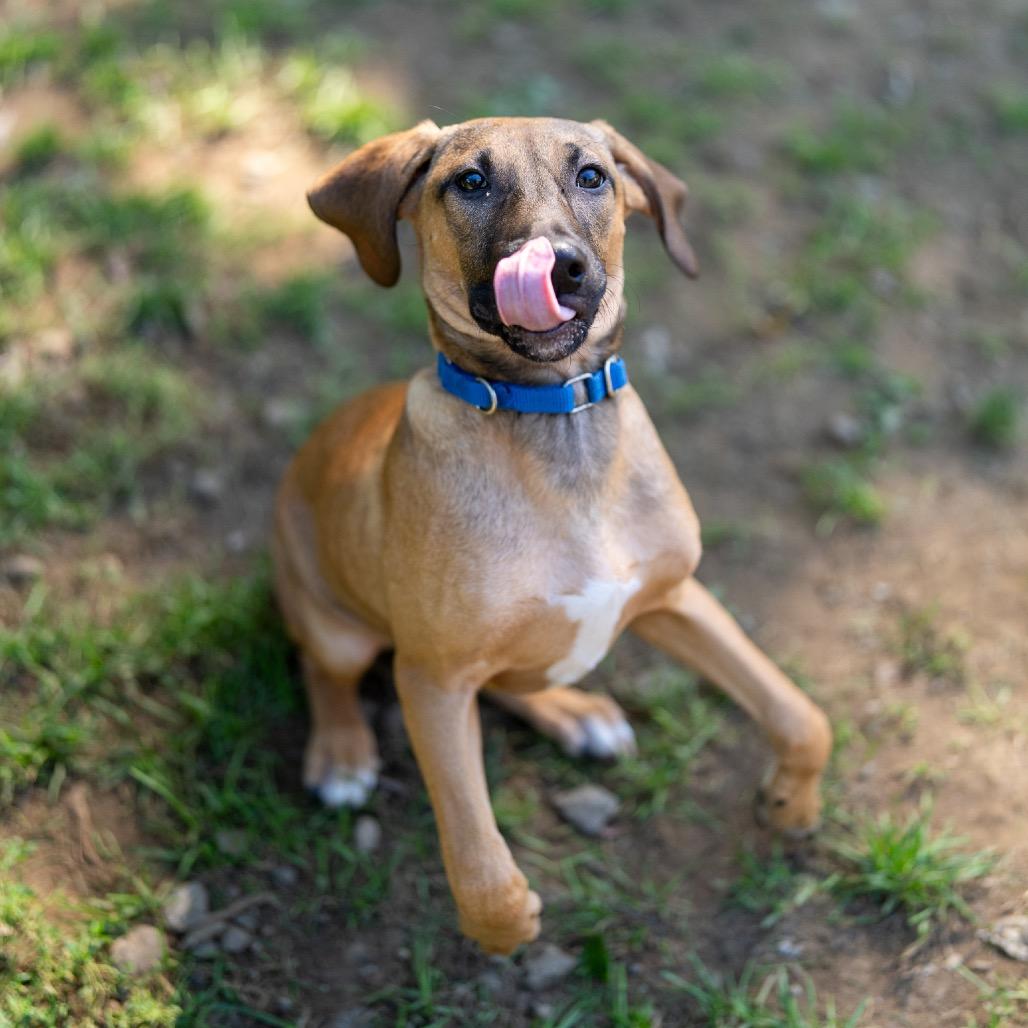 Baja, Adoptable, Puppy Female Hound & Mixed Breed.