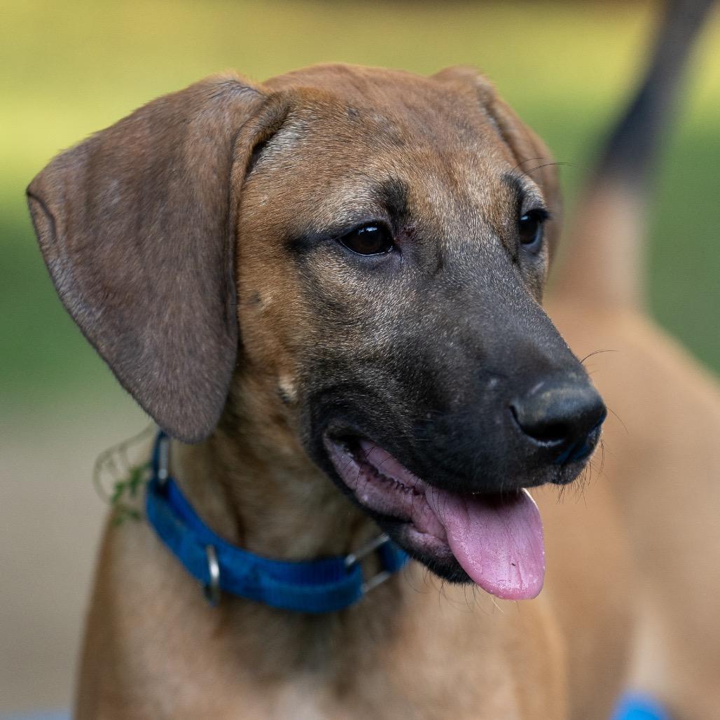 Enlarge Baja, a Adoptable mixed breed in Pawling, NY image 2/6