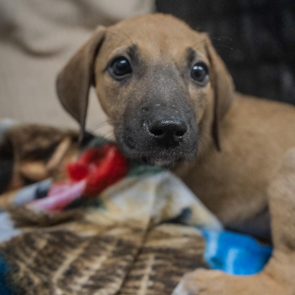 Enlarge Baja, a Adoptable mixed breed in Pawling, NY image 1/6