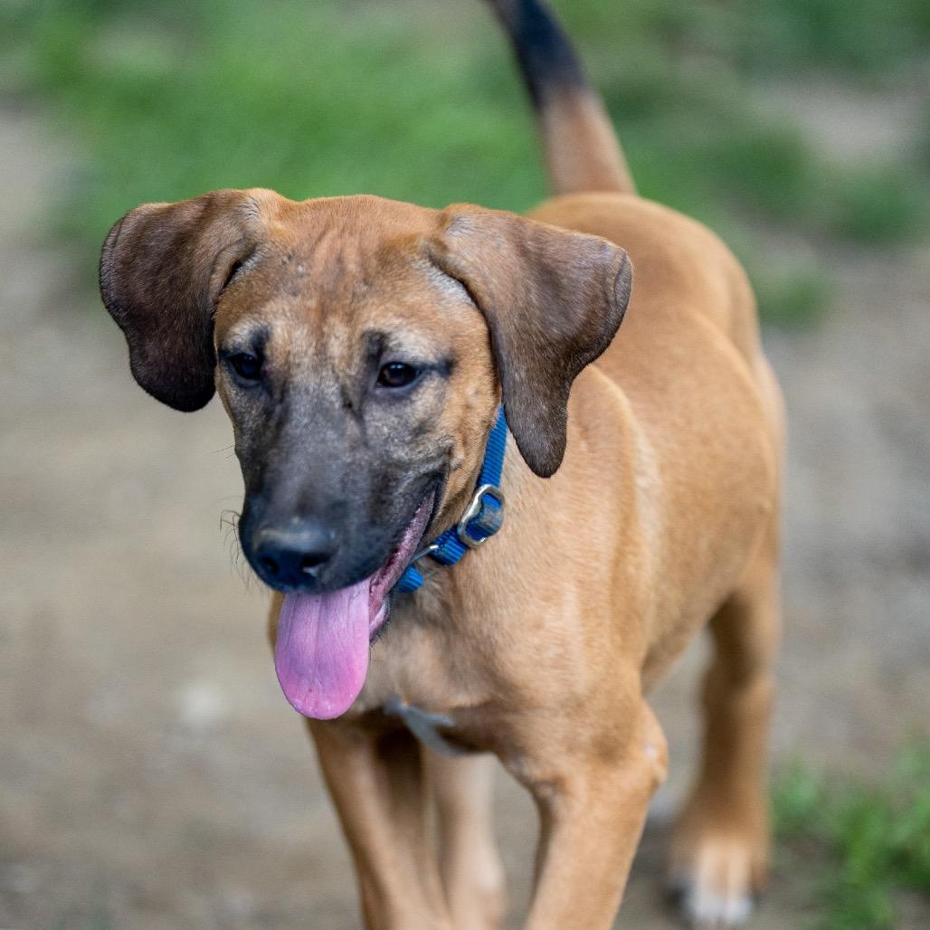 Enlarge Baja, a Adoptable mixed breed in Pawling, NY image 3/6