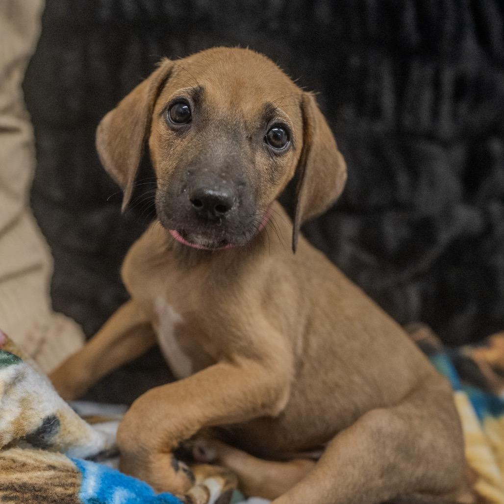 Enlarge Baja, a Adoptable mixed breed in Pawling, NY image 2/6
