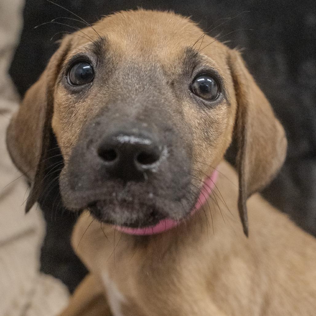 Enlarge Baja, a Adoptable mixed breed in Pawling, NY image 3/6