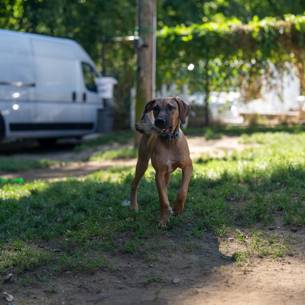 Enlarge Baja, a Adoptable mixed breed in Pawling, NY image 4/6