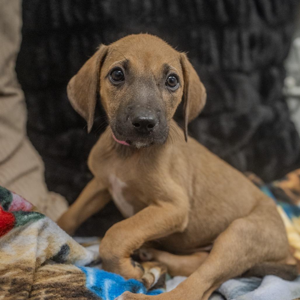Enlarge Baja, a Adoptable mixed breed in Pawling, NY image 4/6