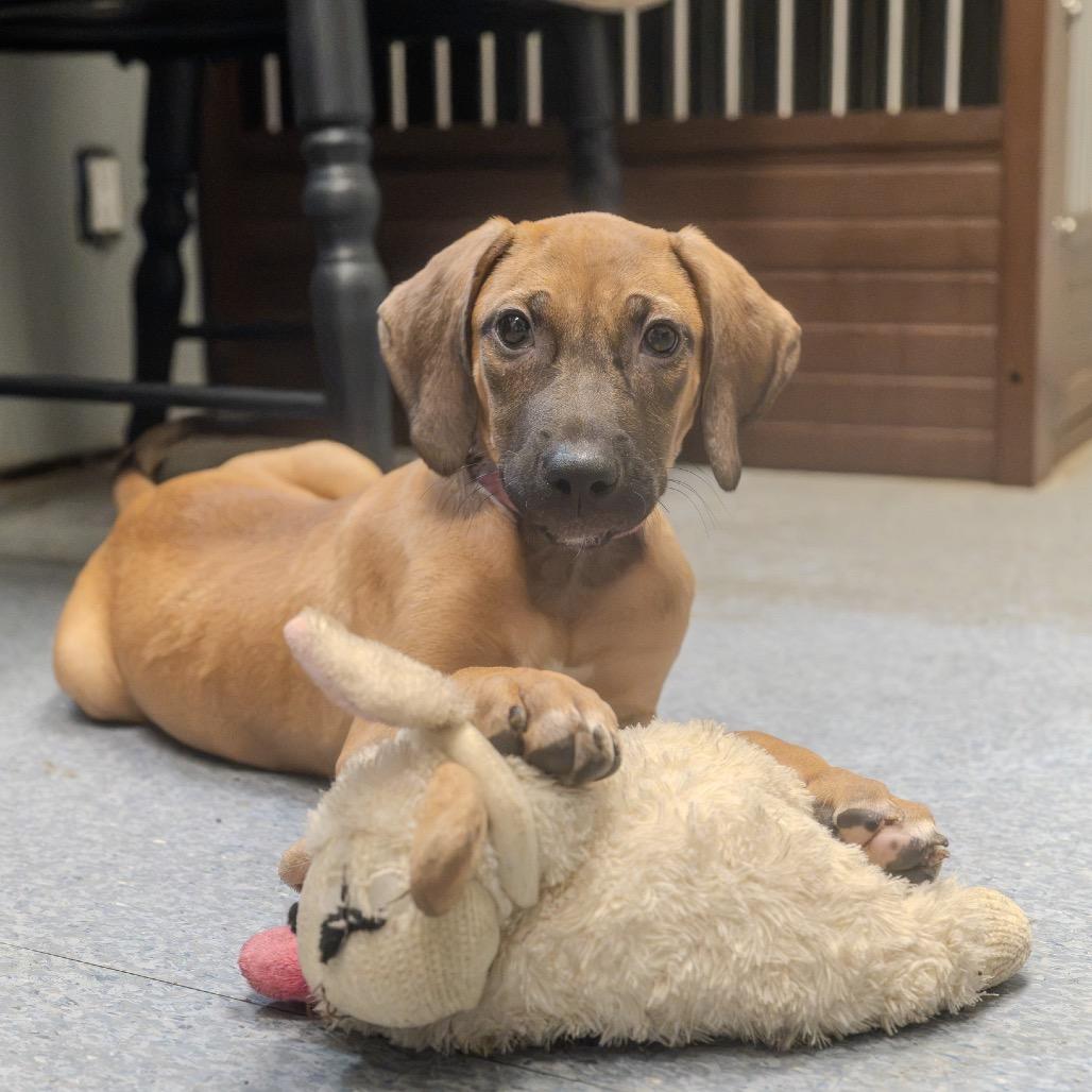Enlarge Baja, a Adoptable mixed breed in Pawling, NY image 5/6