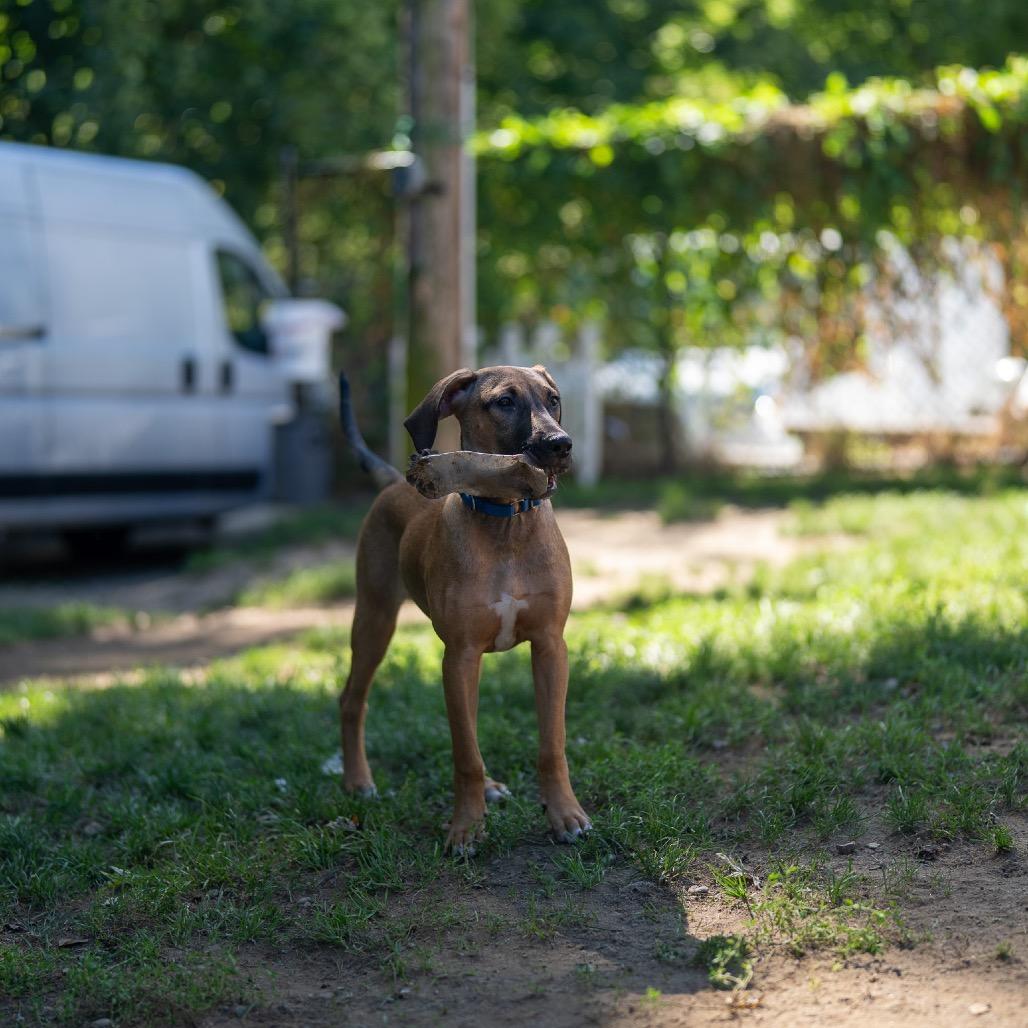 Enlarge Baja, a Adoptable mixed breed in Pawling, NY image 5/6