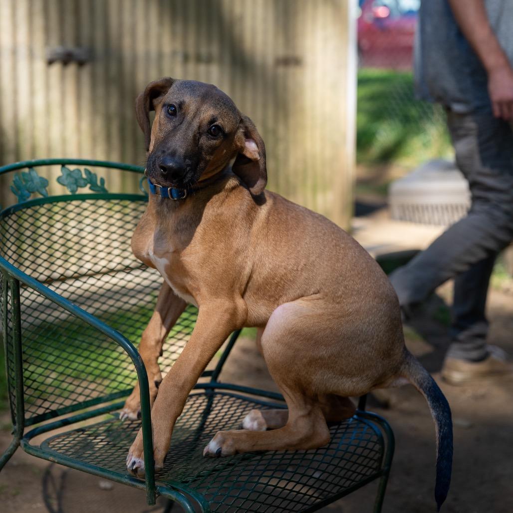Enlarge Baja, a Adoptable mixed breed in Pawling, NY image 6/6