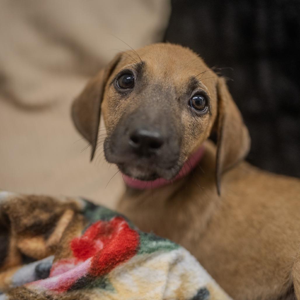 Enlarge Baja, a Adoptable mixed breed in Pawling, NY image 6/6