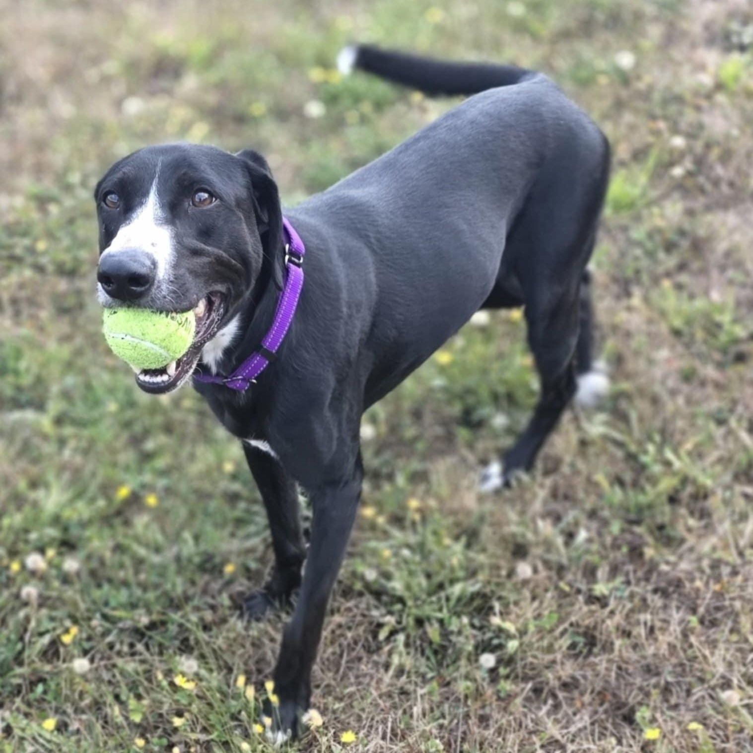 Victoria-June, an adoptable Labrador Retriever, German Shepherd Dog in Rochester, WA, 98579 | Photo Image 1