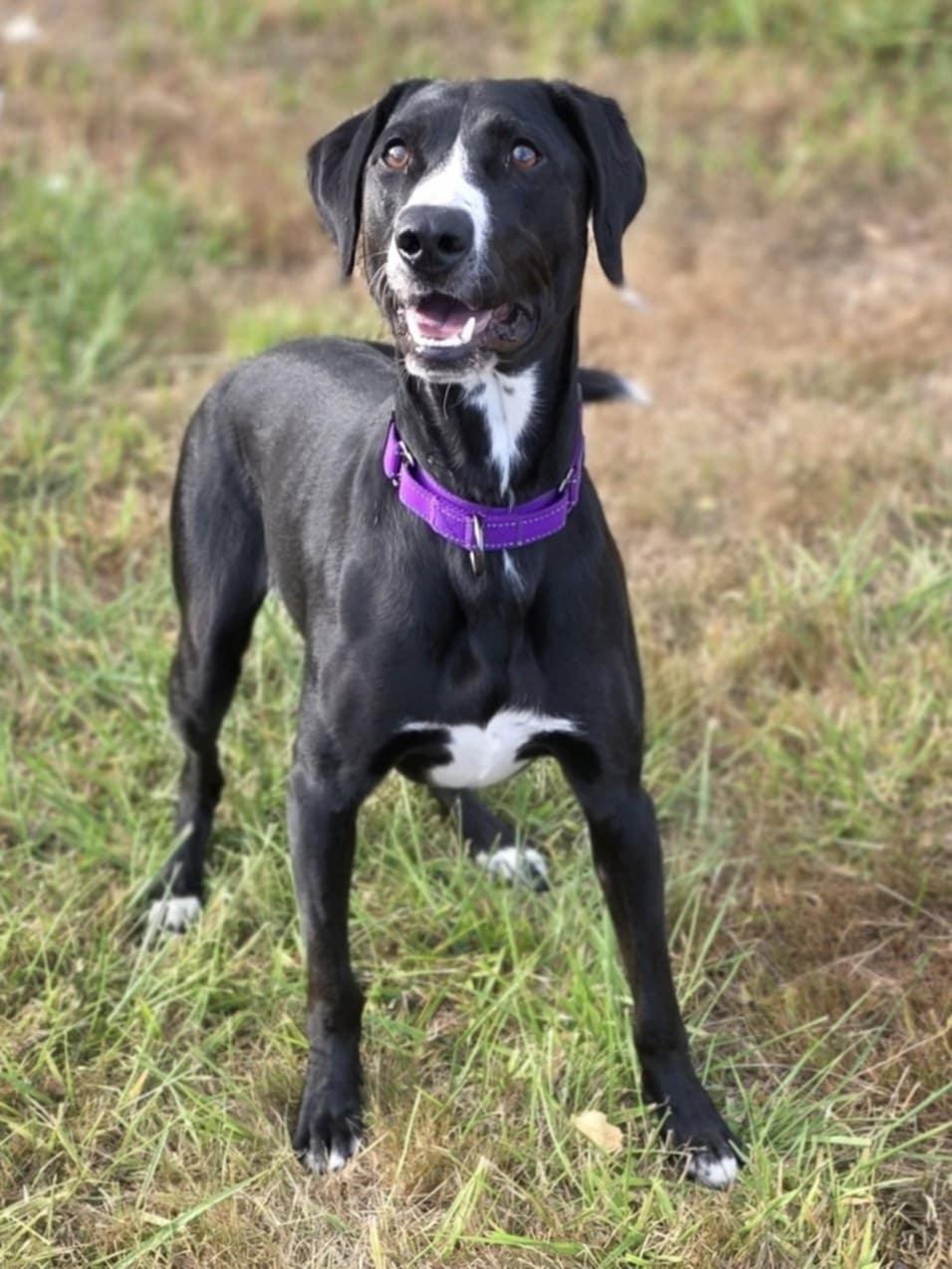 Victoria-June, an adoptable Labrador Retriever, German Shepherd Dog in Rochester, WA, 98579 | Photo Image 5