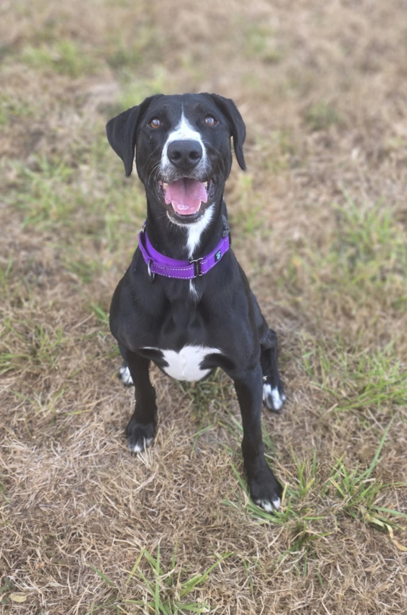 Victoria-June, an adoptable Labrador Retriever, German Shepherd Dog in Rochester, WA, 98579 | Photo Image 5