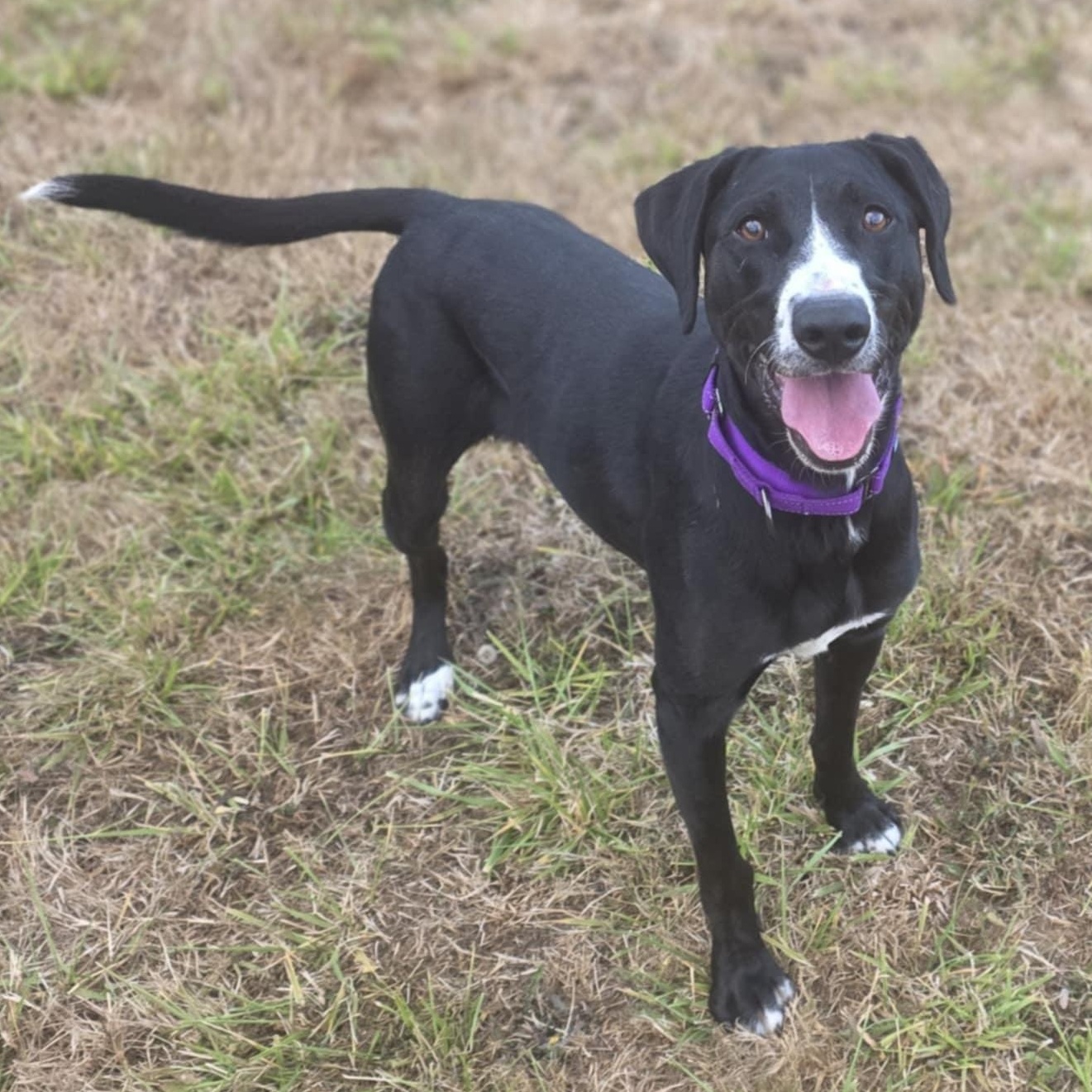 Victoria-June, an adoptable Labrador Retriever, German Shepherd Dog in Rochester, WA, 98579 | Photo Image 1