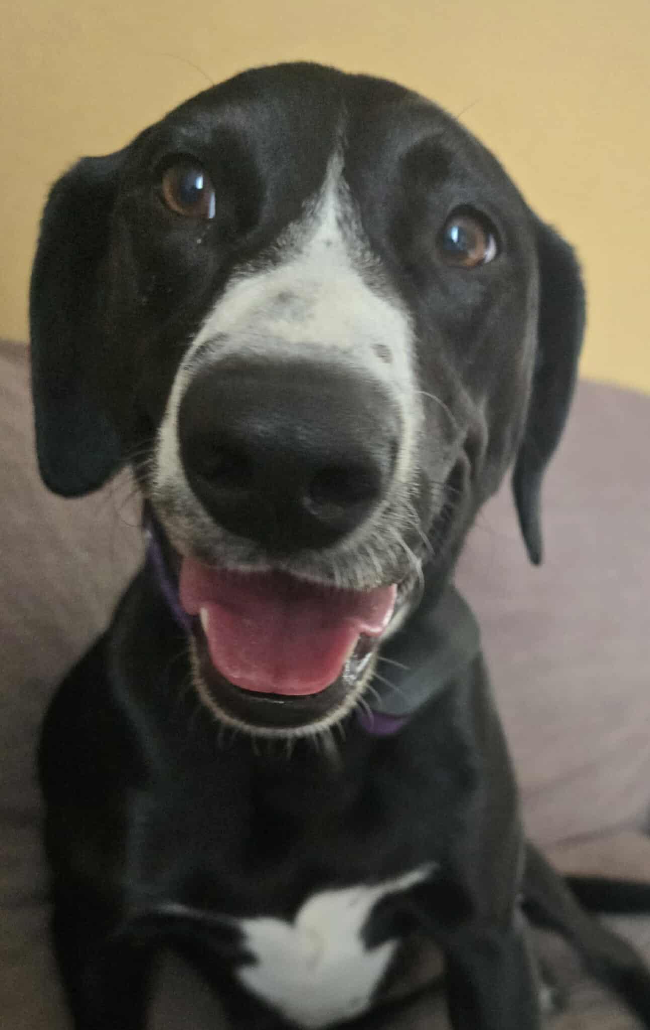 Victoria, an adoptable Labrador Retriever, Border Collie in Rochester, WA, 98579 | Photo Image 8