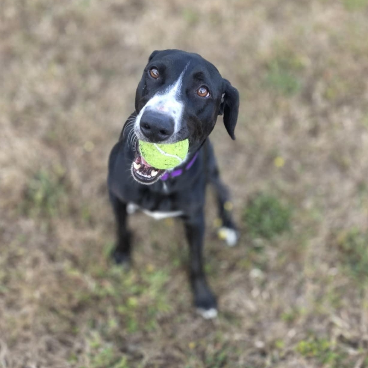 Victoria-June, an adoptable Labrador Retriever, German Shepherd Dog in Rochester, WA, 98579 | Photo Image 4