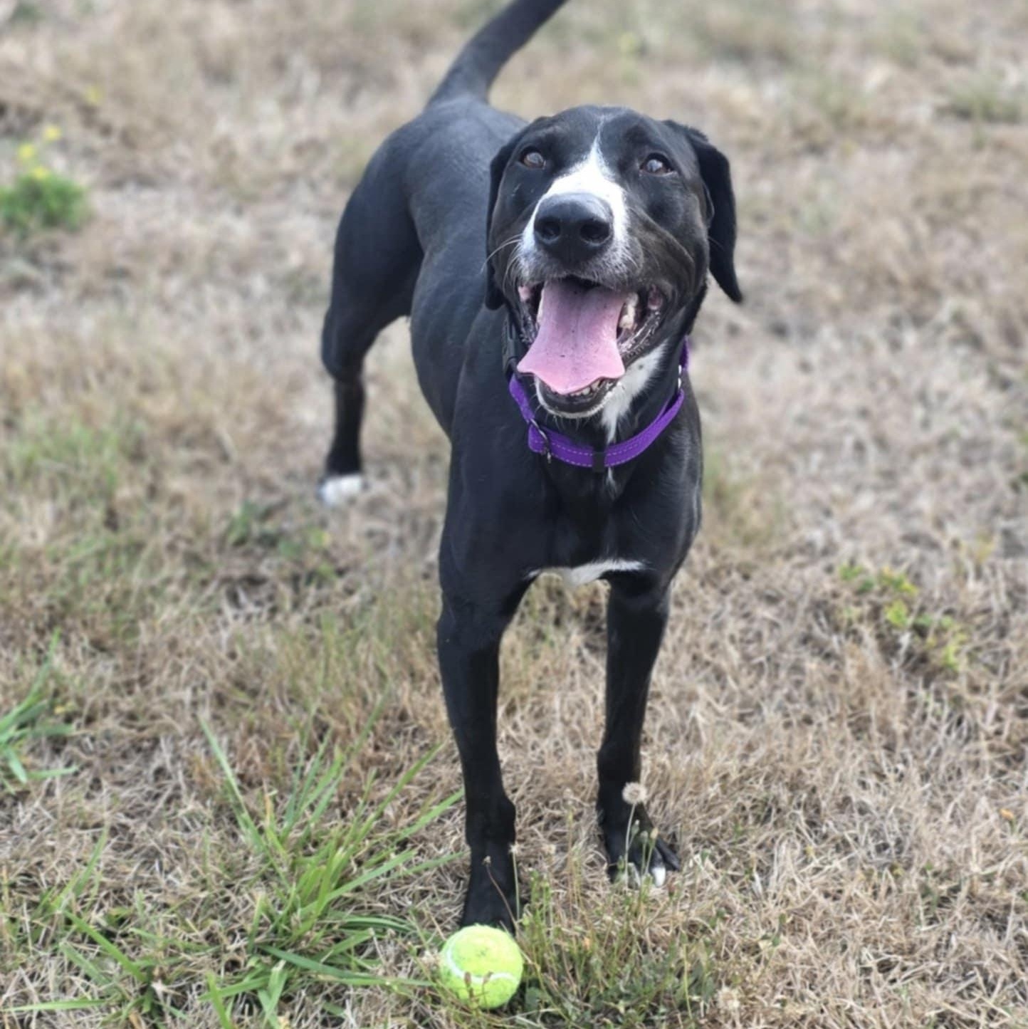 Victoria-June, an adoptable Labrador Retriever, German Shepherd Dog in Rochester, WA, 98579 | Photo Image 3