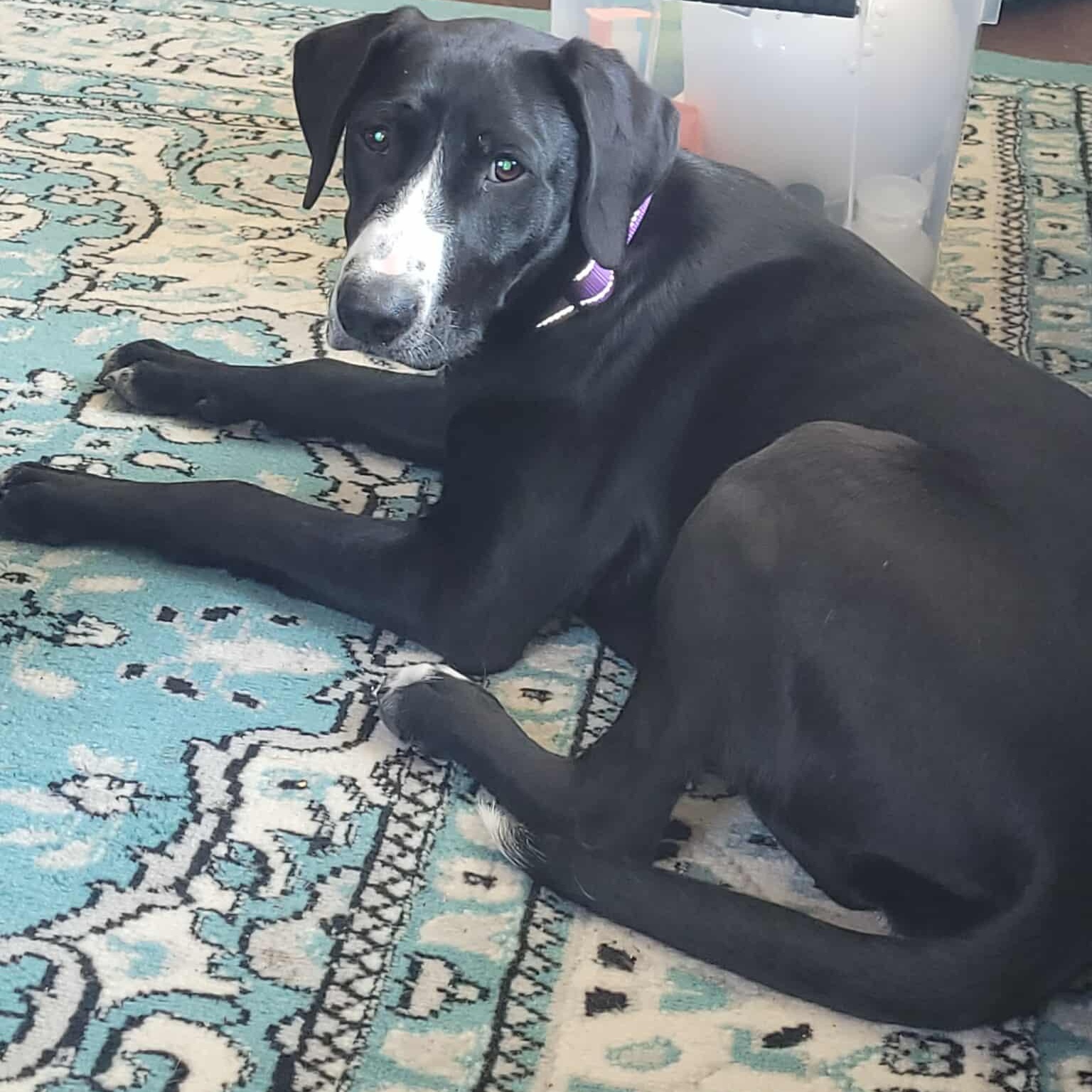 Victoria, an adoptable Labrador Retriever, Border Collie in Rochester, WA, 98579 | Photo Image 1