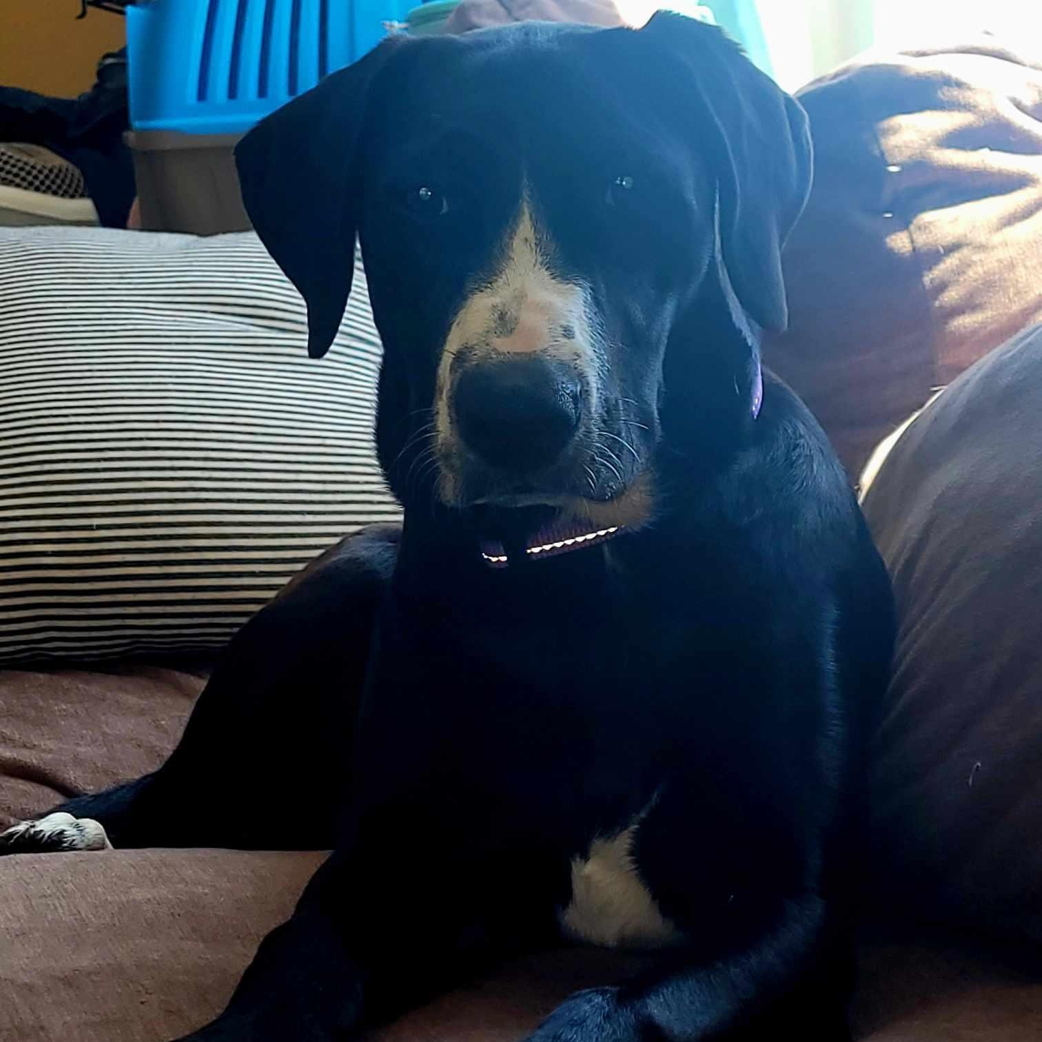 Victoria, an adoptable Labrador Retriever, Border Collie in Rochester, WA, 98579 | Photo Image 9