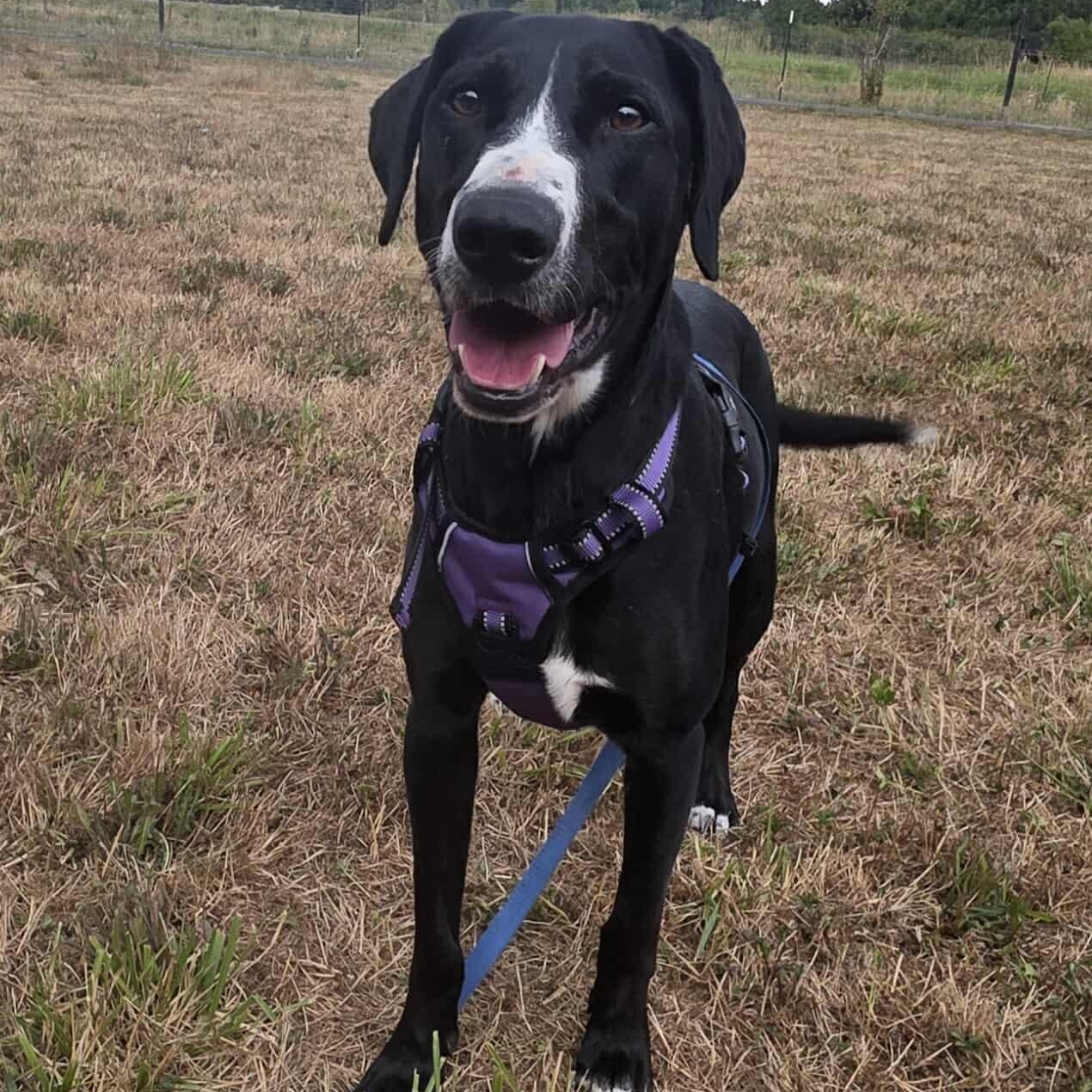 Victoria-June, an adoptable Labrador Retriever, German Shepherd Dog in Rochester, WA, 98579 | Photo Image 6