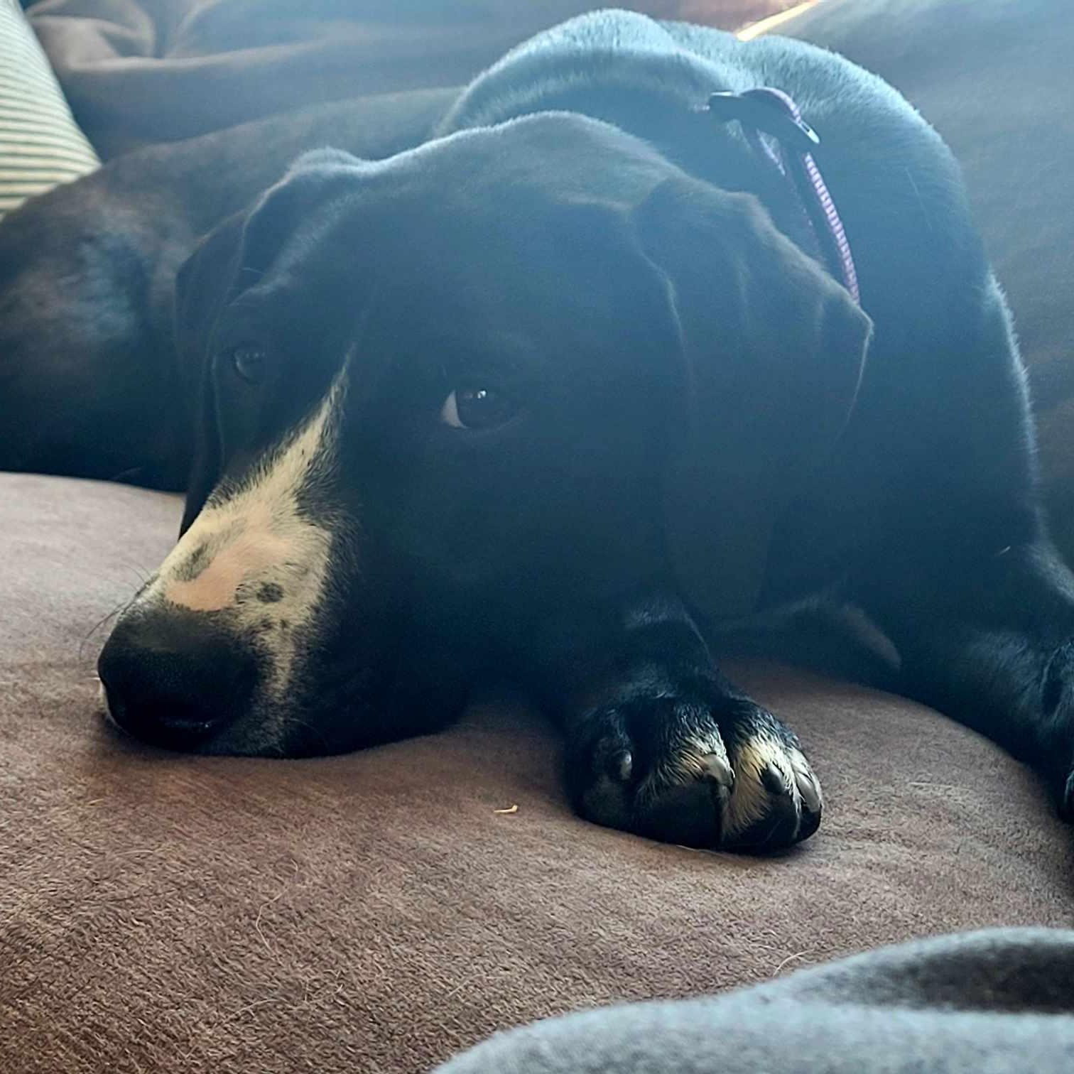 Victoria, an adoptable Labrador Retriever, Border Collie in Rochester, WA, 98579 | Photo Image 10