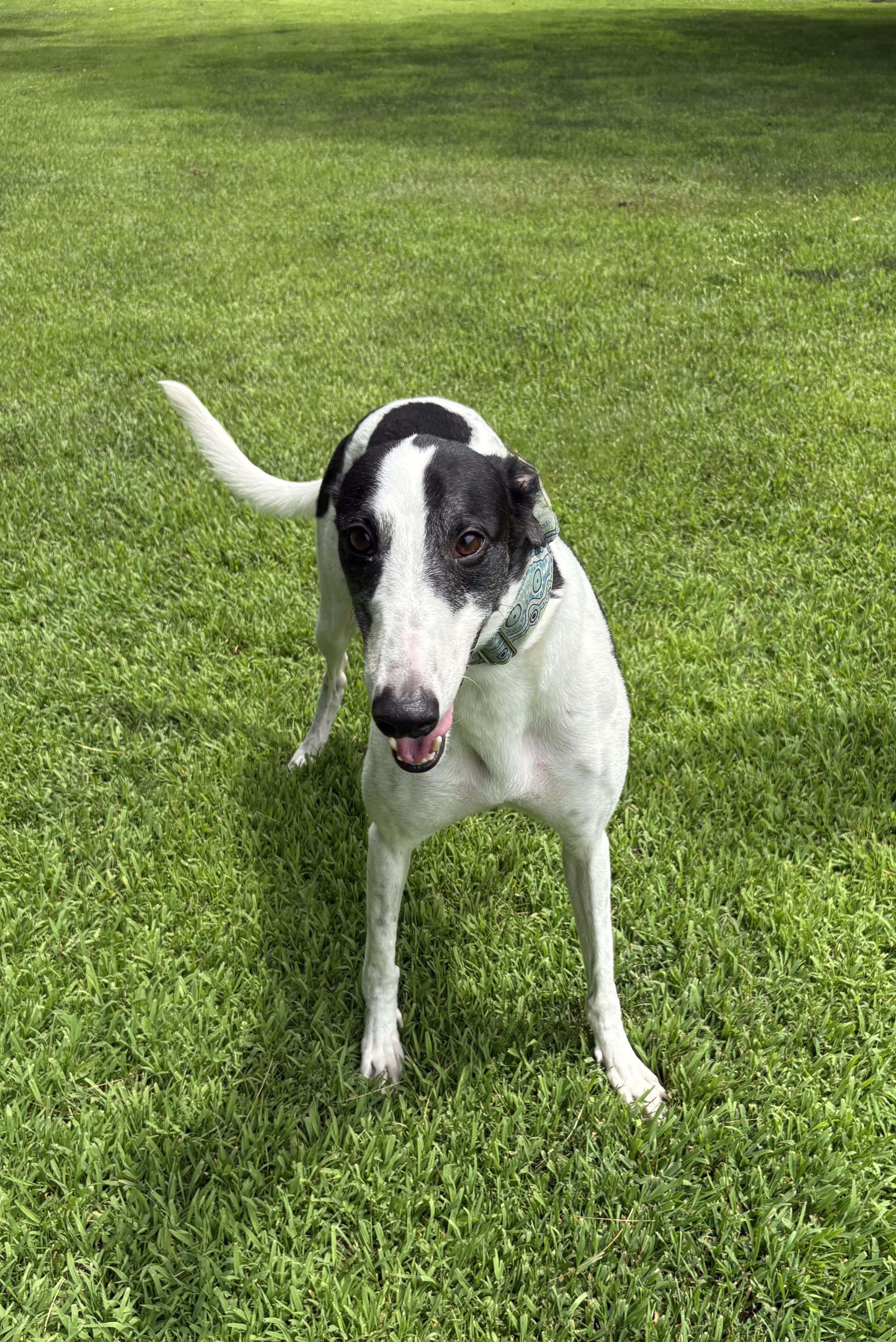 Zodiac, Adopted, Adult Male Greyhound.
