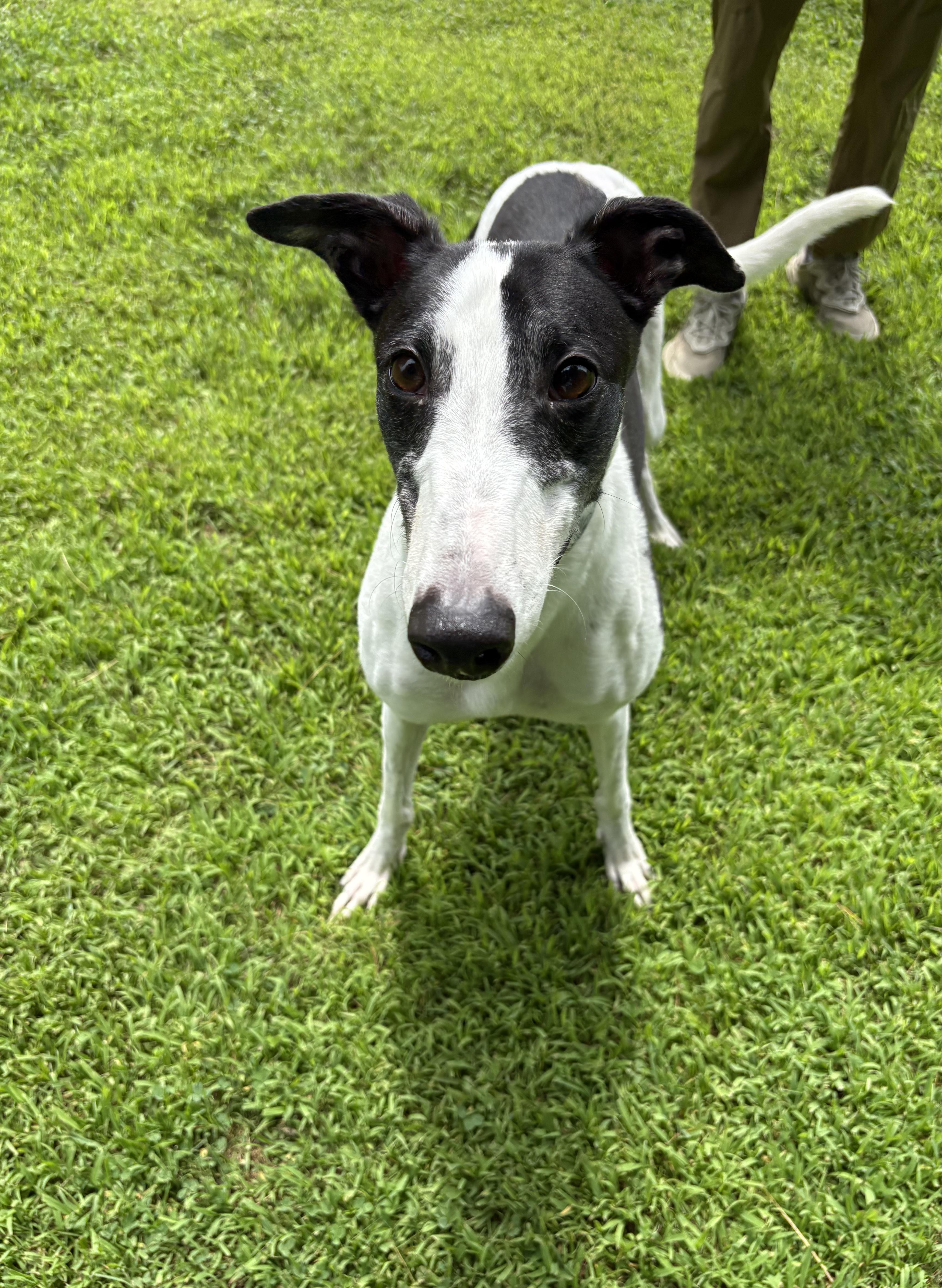Enlarge Zodiac, a Adopted Greyhound in Swanzey, NH image 2/3