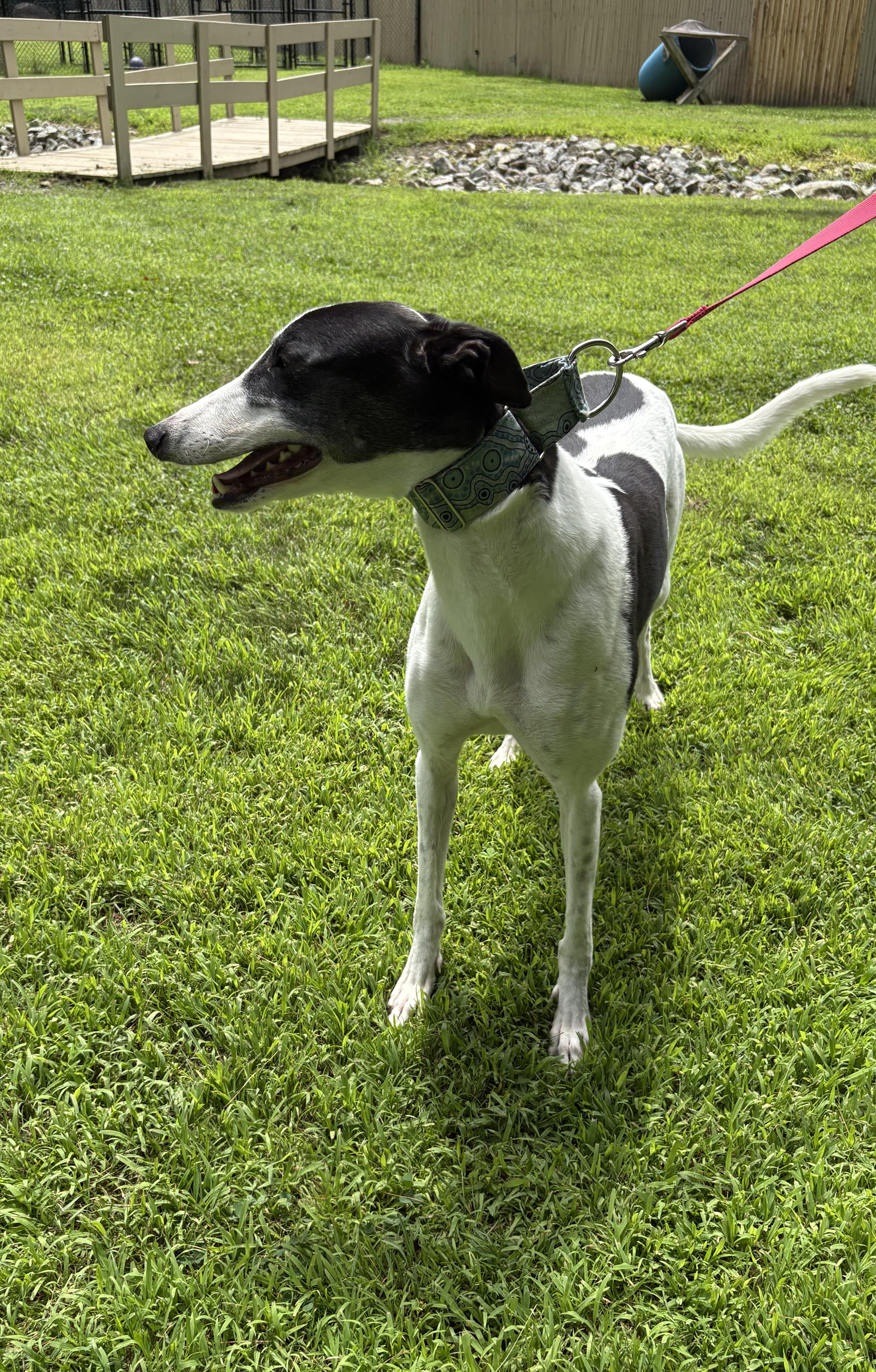 Enlarge Zodiac, a Adopted Greyhound in Swanzey, NH image 3/3