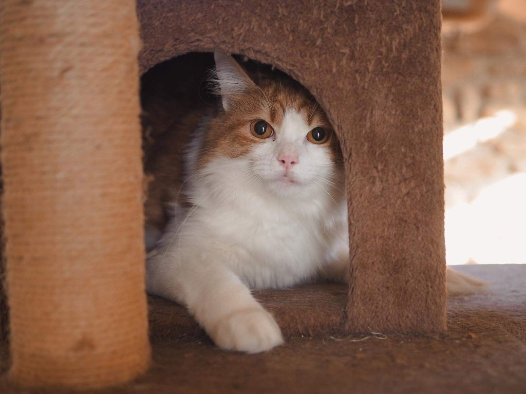Citrus , Adoptable, Adult Female Domestic Medium Hair.