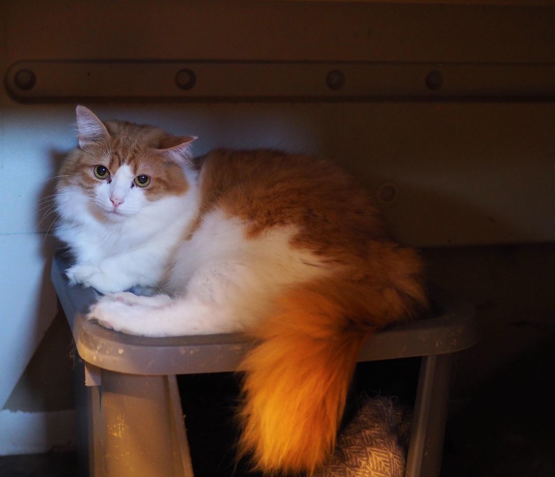 Citrus , a Adoptable Domestic Medium Hair in Cosby, TN image 3/9