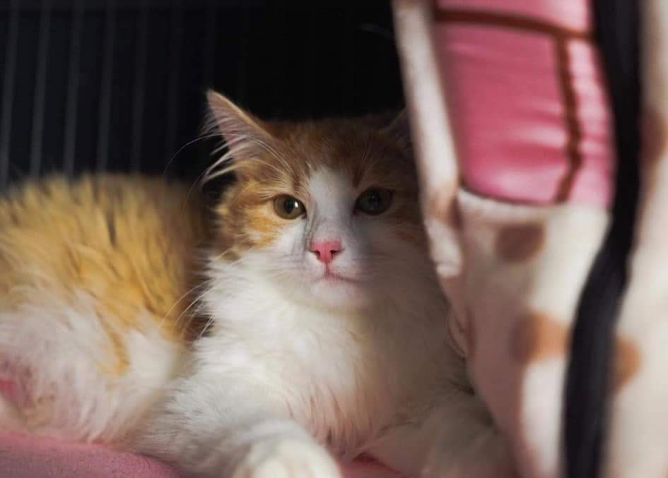 Citrus , a Adoptable Domestic Medium Hair in Cosby, TN image 4/9