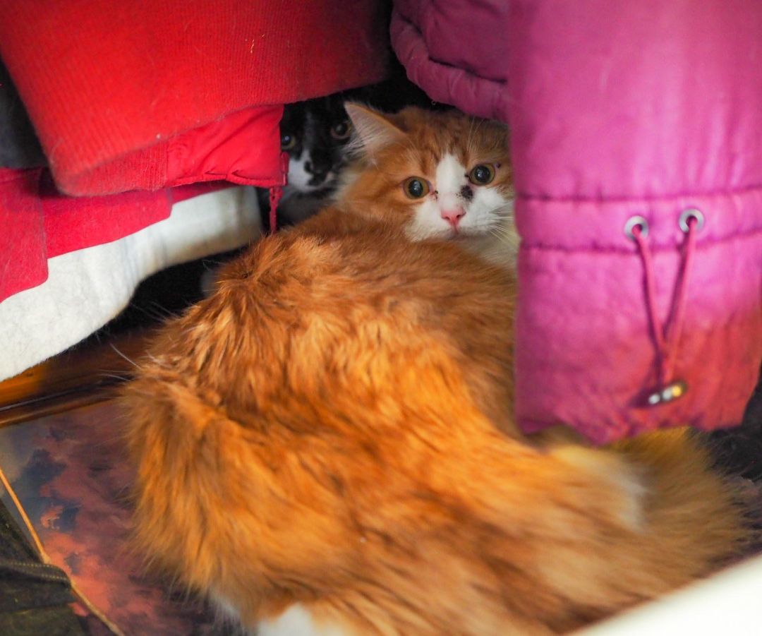 Citrus , a Adoptable Domestic Medium Hair in Cosby, TN image 5/9