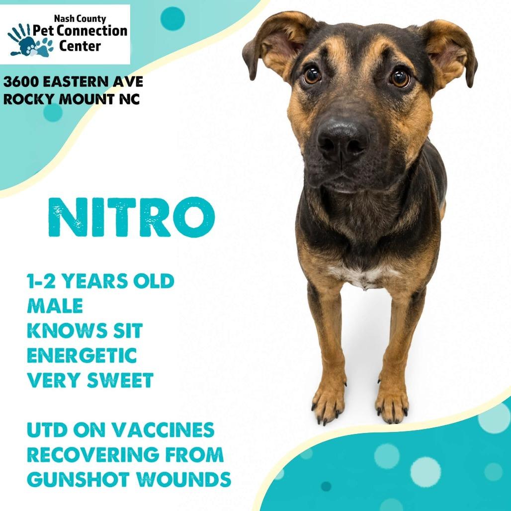 NITRO Available NOW - ADOPTION or RESCUE!, Adoptable, Adult Male Mixed Breed.