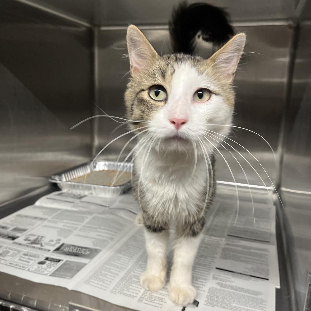 Tengen, Adoptable, Adult Male Domestic Long Hair.