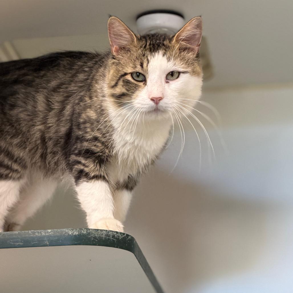Tengen, a Adoptable Domestic Long Hair in Pauls Valley, OK image 2/2