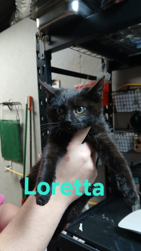 Enlarge Loretta, a Adoptable mixed breed in Shelbyville, TN image 1/1