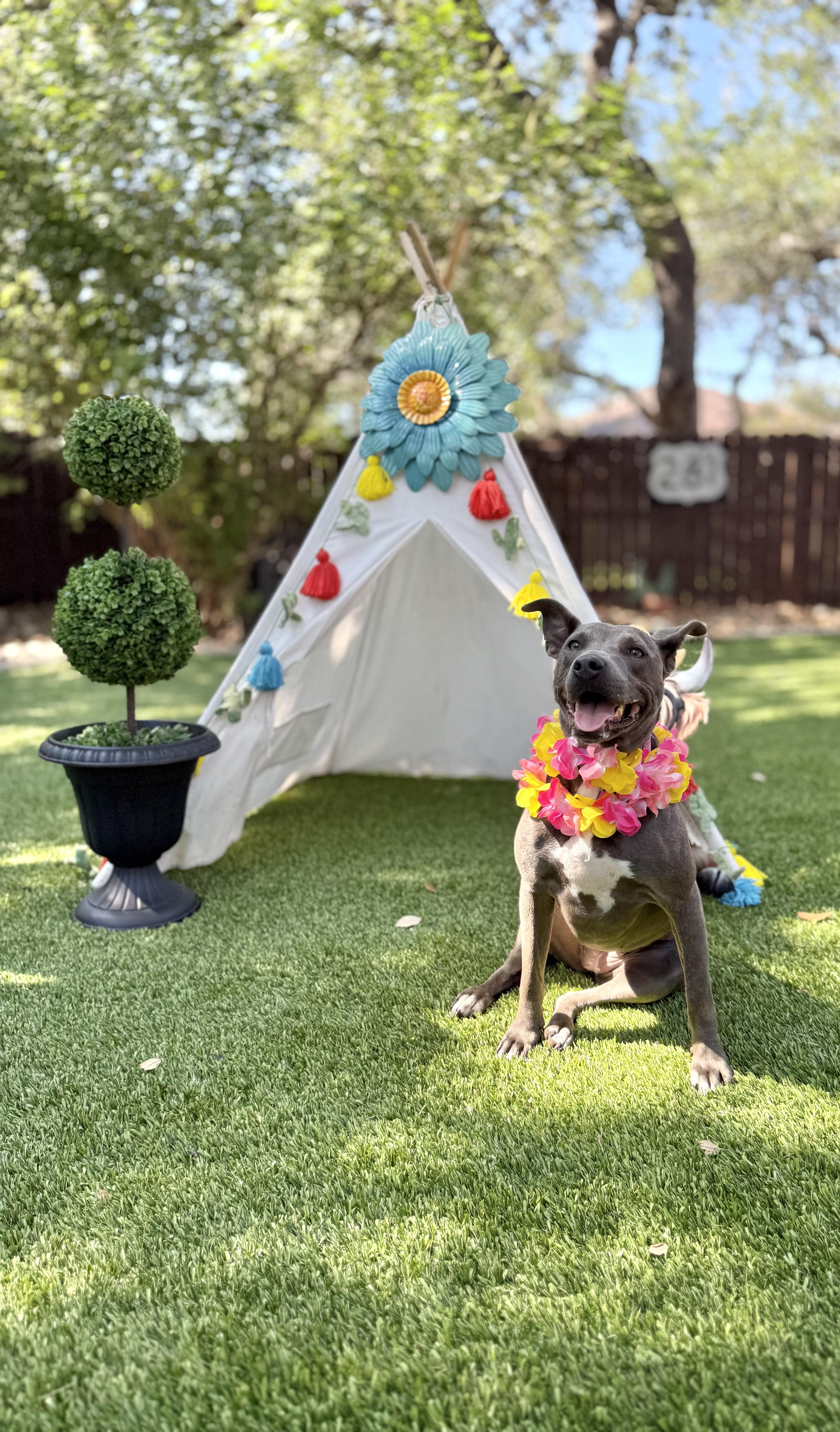 Enlarge Trinity, a Adoptable American Staffordshire Terrier in Mico, TX image 2/6