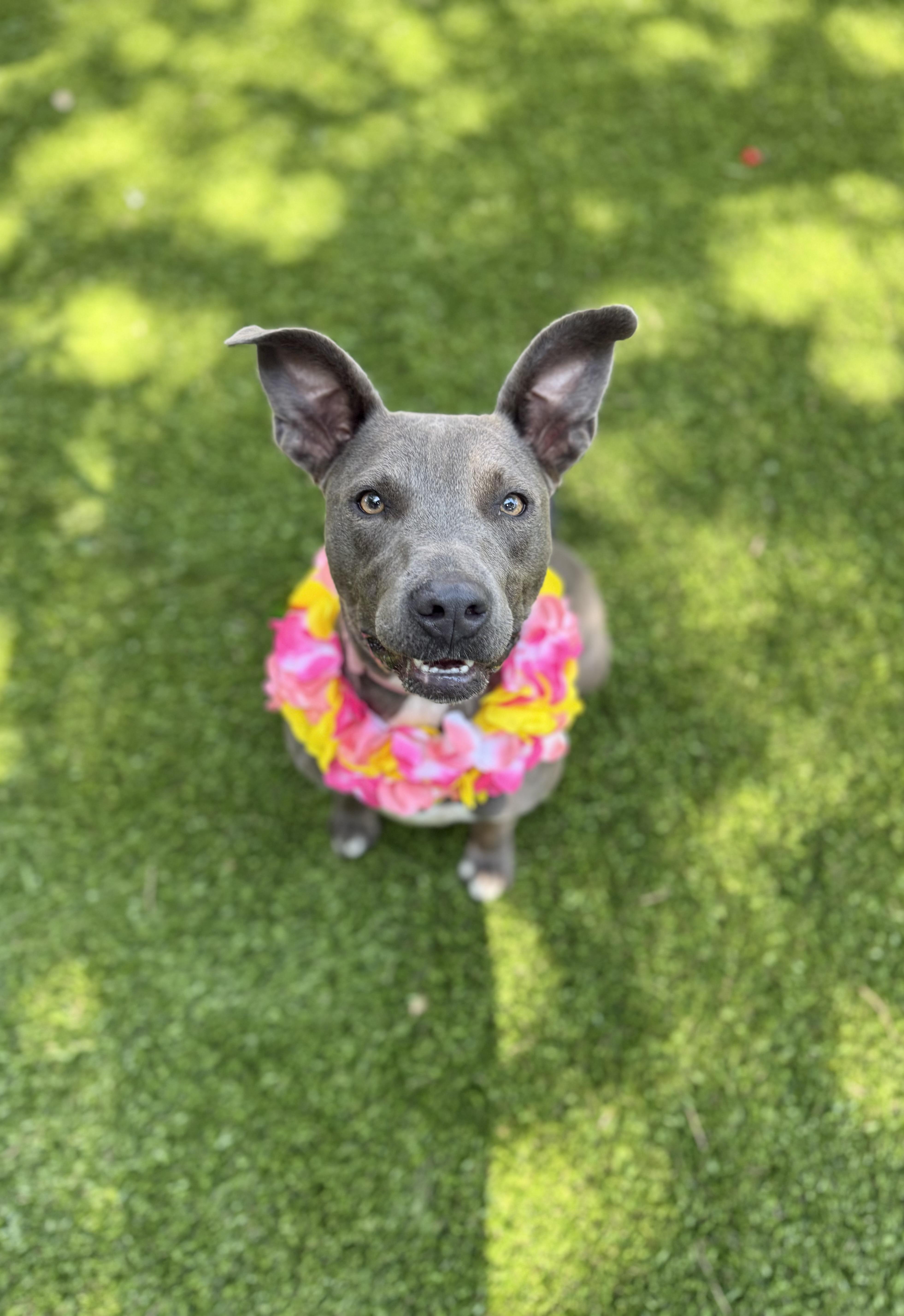 Enlarge Trinity, a Adoptable American Staffordshire Terrier in Mico, TX image 6/6