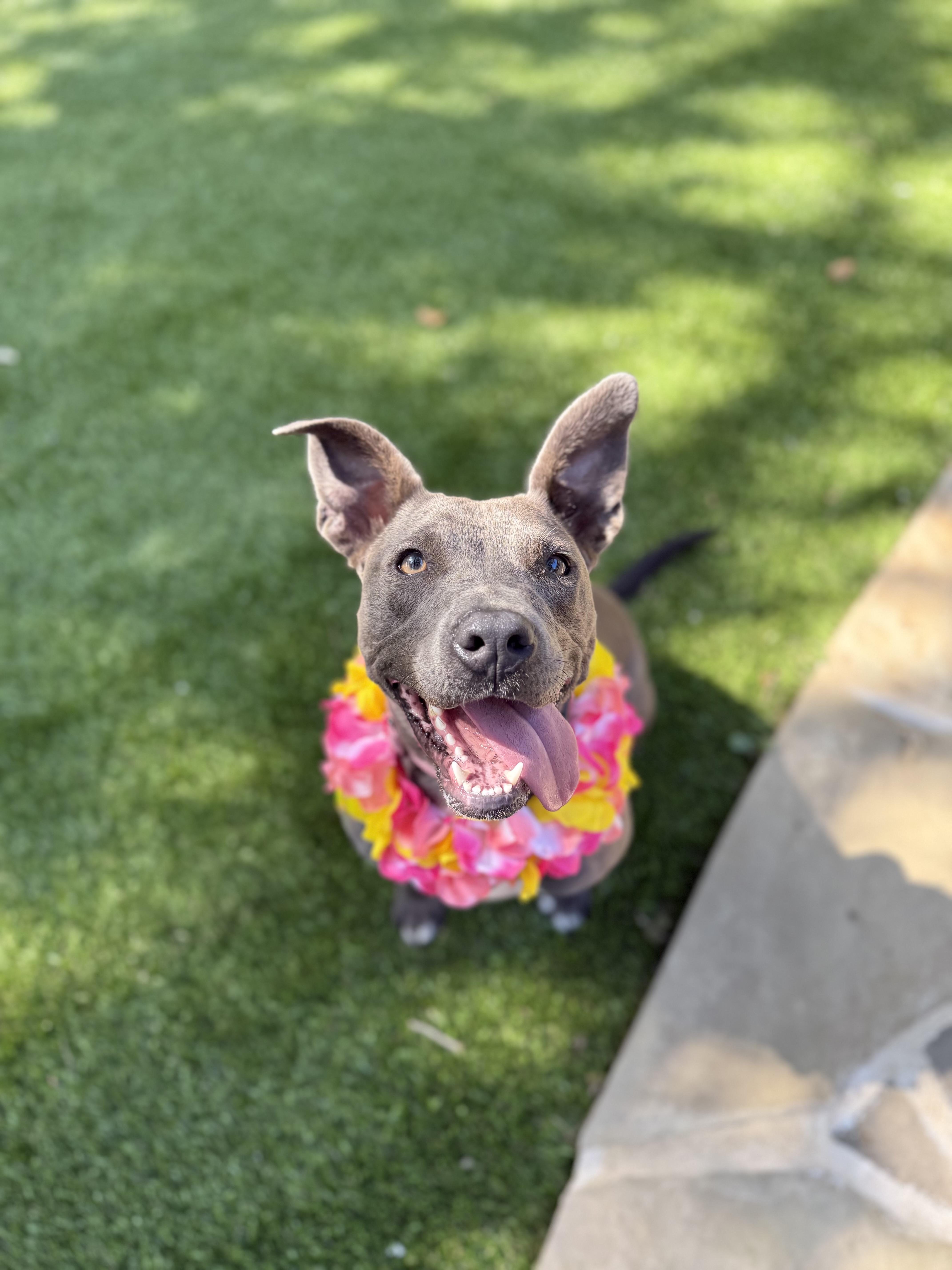 Enlarge Trinity, a Adoptable American Staffordshire Terrier in Mico, TX image 3/6