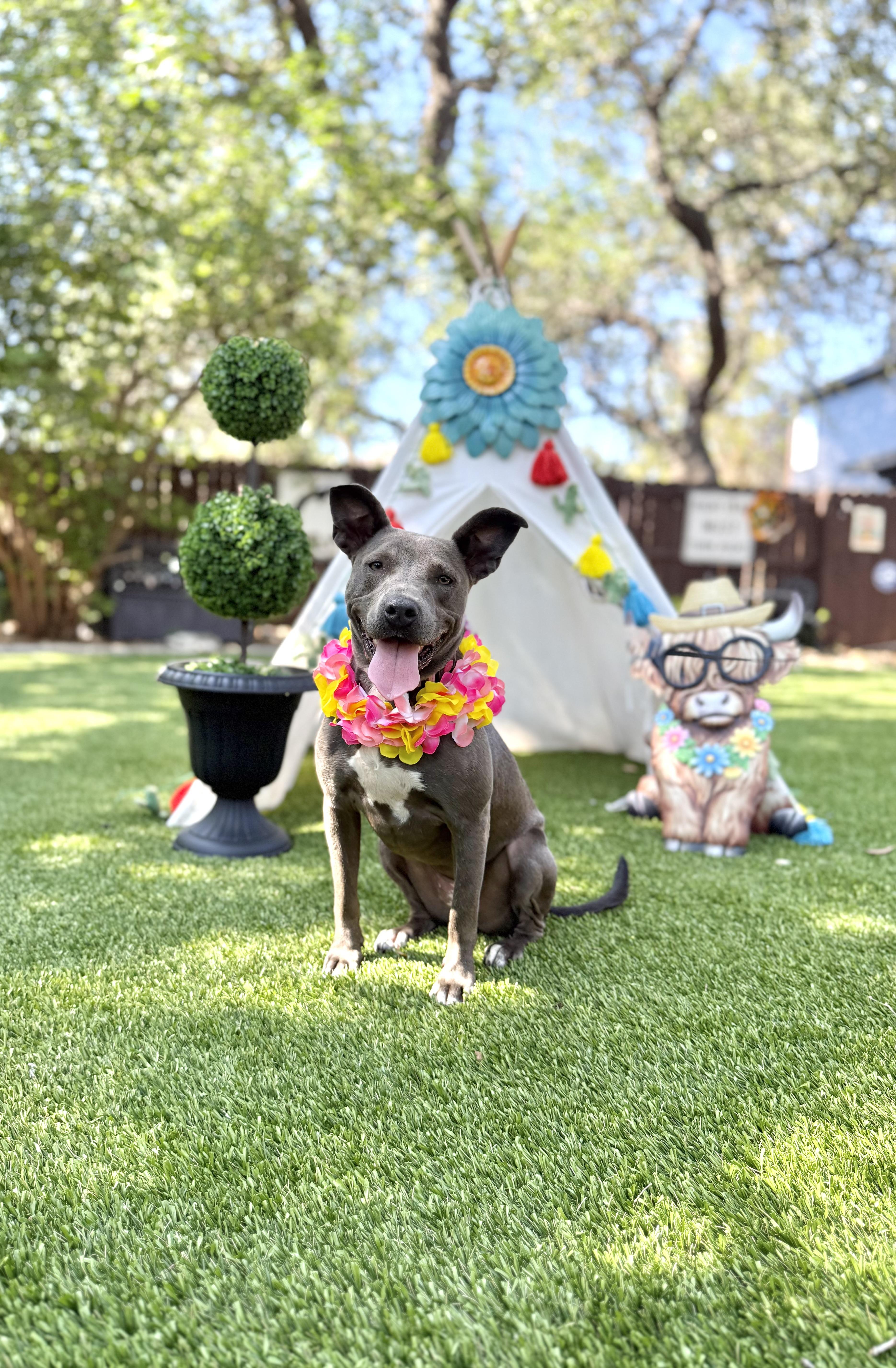 Trinity, Adoptable, Young Female American Staffordshire Terrier.