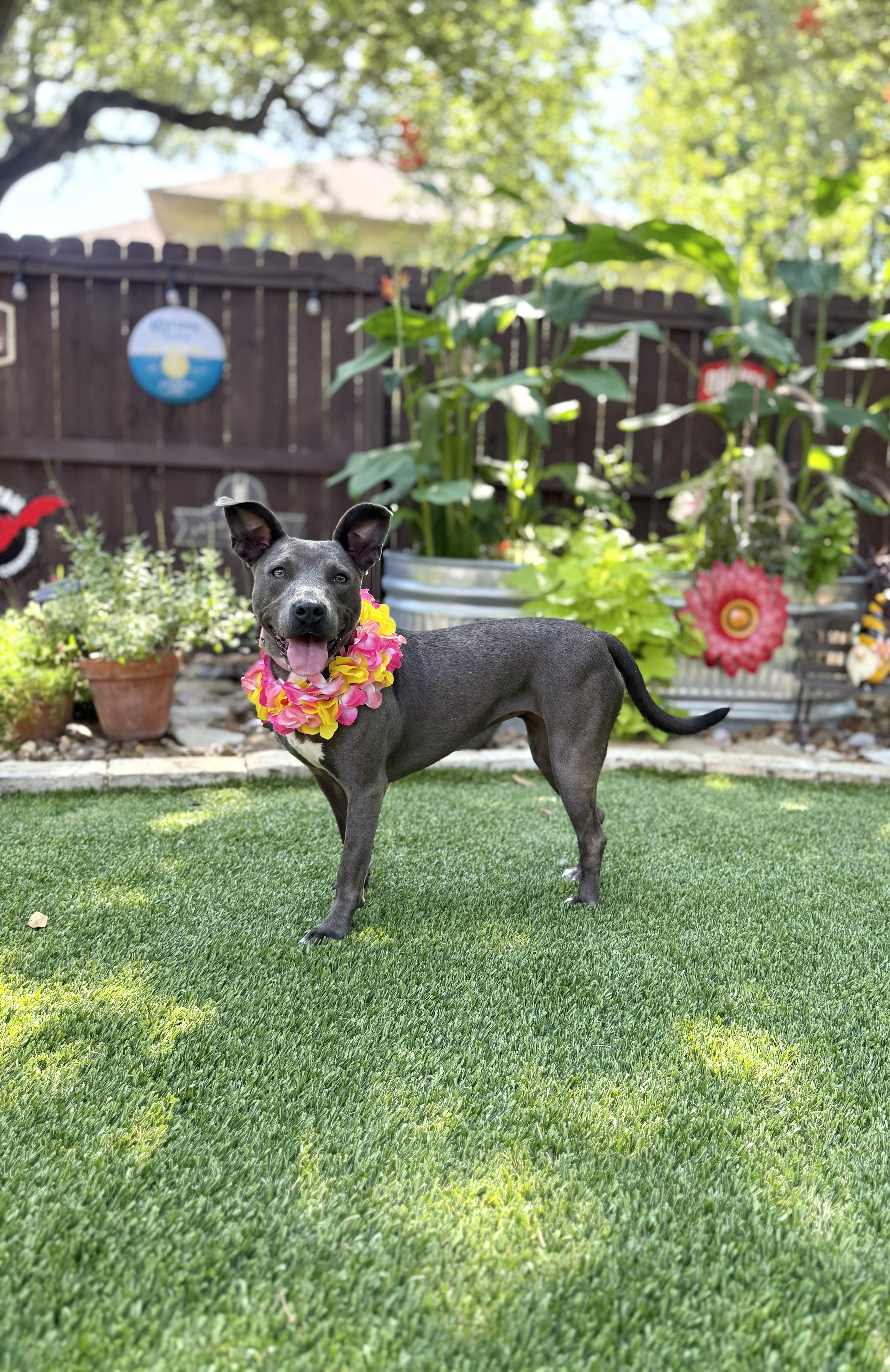 Enlarge Trinity, a Adoptable American Staffordshire Terrier in Mico, TX image 5/6