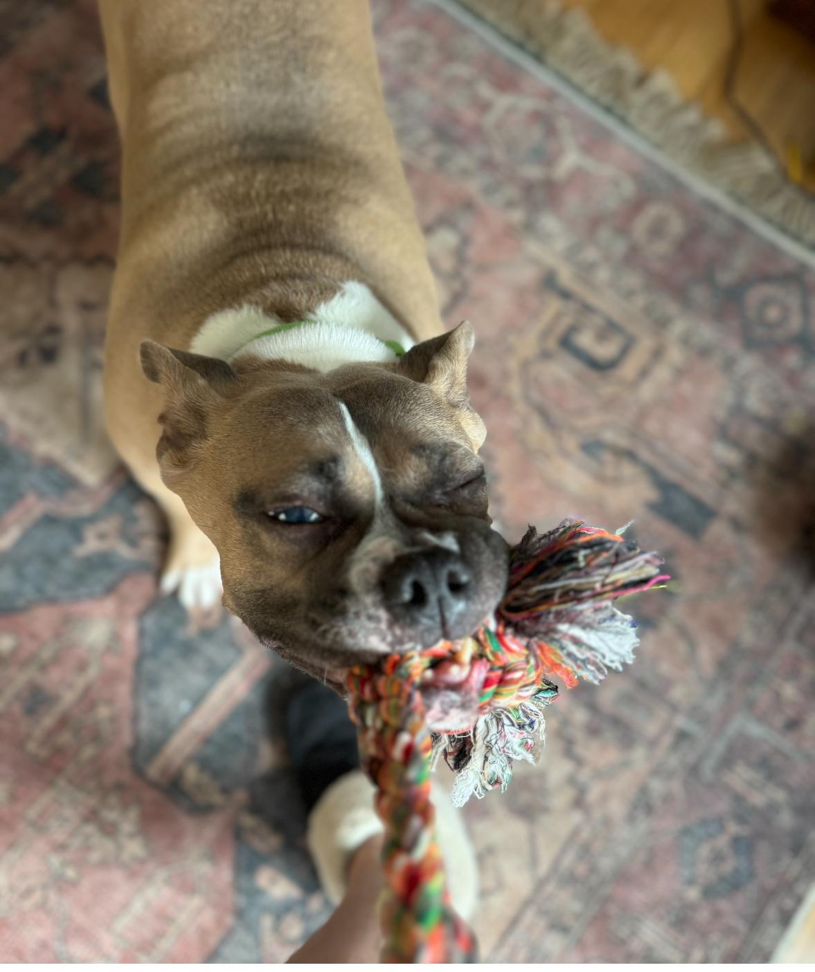 Ayla *blind*, a ADOPTABLE mixed breed in Mendham, NJ image 5/5