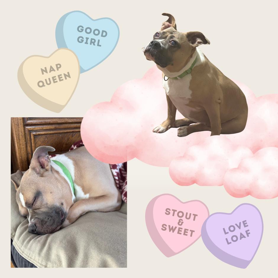 Ayla *blind*, a ADOPTABLE mixed breed in Mendham, NJ image 1/5