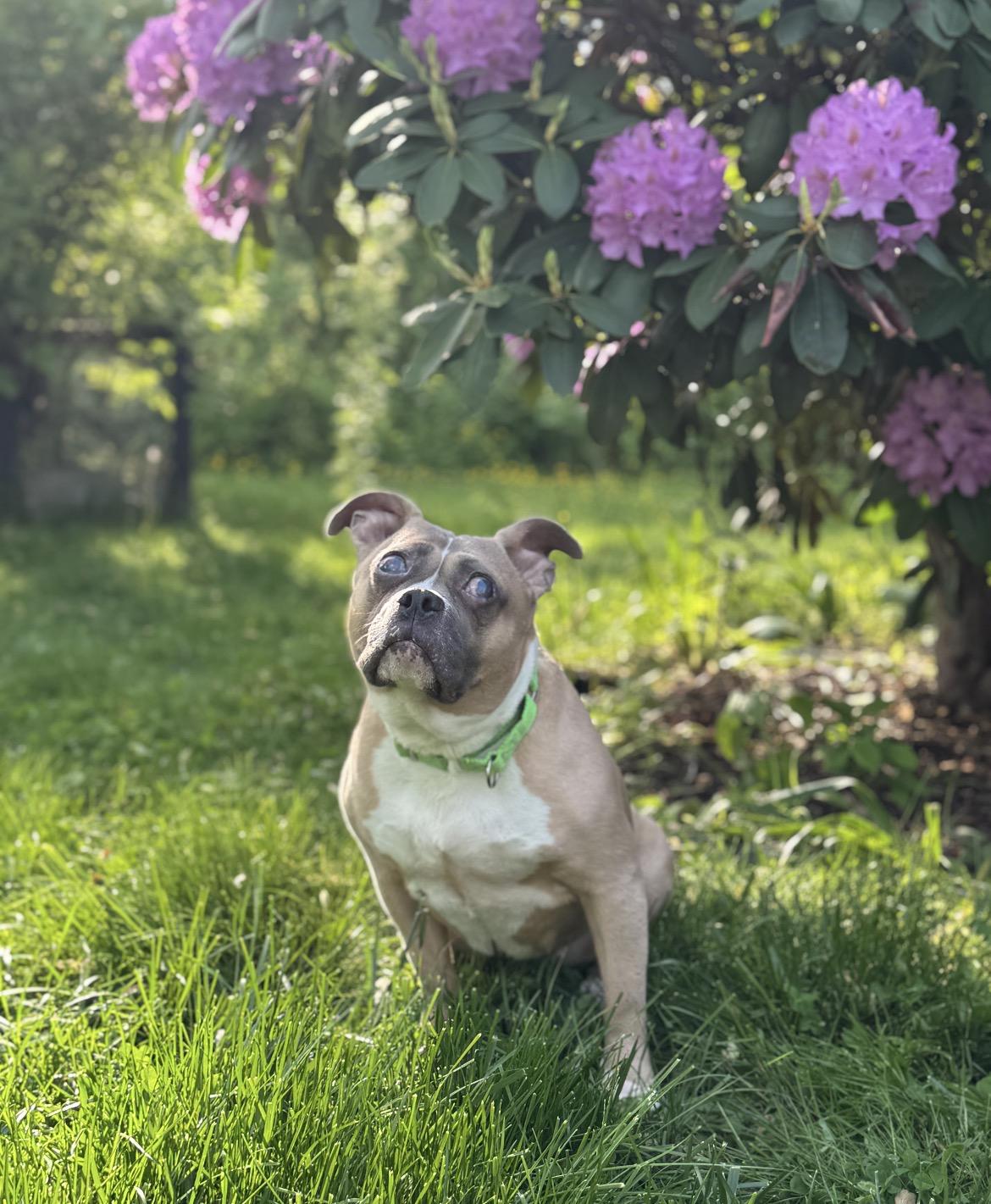 Ayla *blind*, ADOPTABLE, Adult Female Terrier.