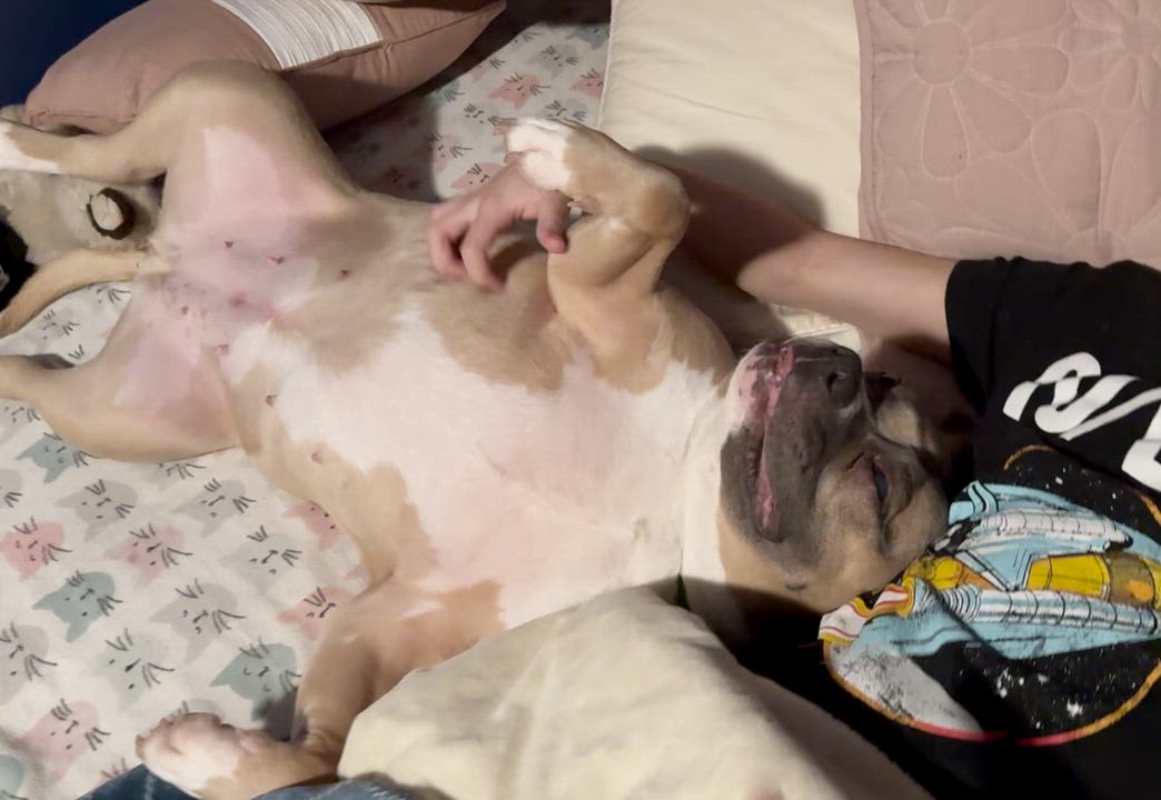 Enlarge Ayla *blind*, a ADOPTABLE mixed breed in Mendham, NJ video 4/5