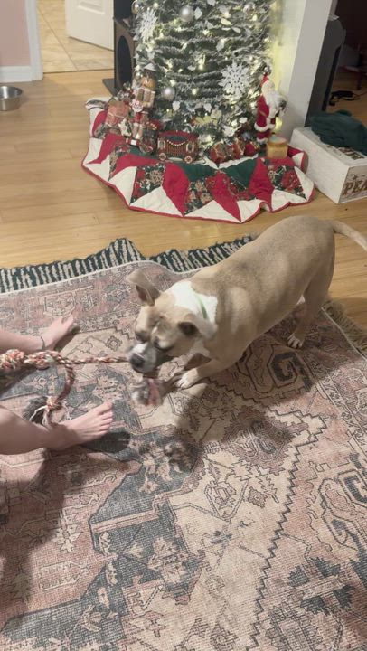 Enlarge Ayla *blind*, a ADOPTABLE mixed breed in Mendham, NJ video 3/5